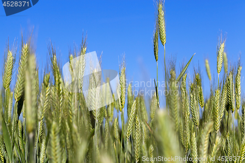 Image of Field with cereal