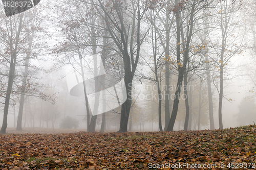 Image of Fog in autumn season