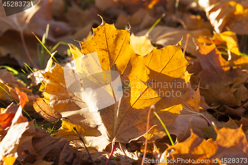 Image of The fallen maple leaves