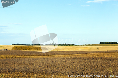 Image of agricultural field and blue sky