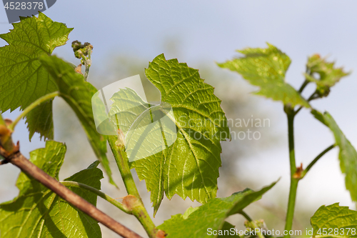 Image of green grape leaves