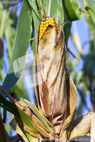 Image of Field corn, agriculture