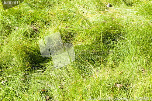 Image of green grass, park