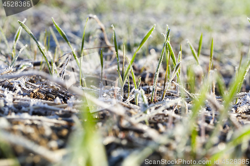 Image of green wheat in frost, close-up