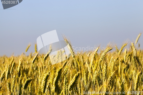 Image of immature yellowing wheat