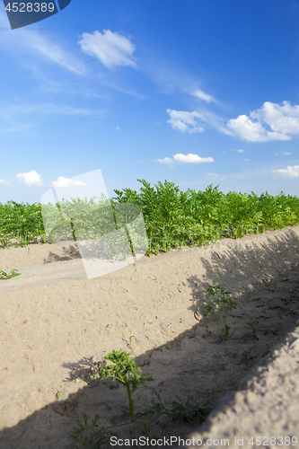 Image of Field with carrot