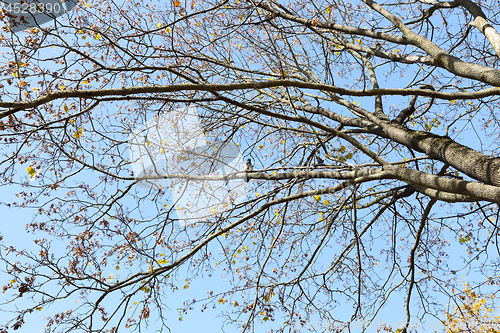 Image of the leaves on the trees