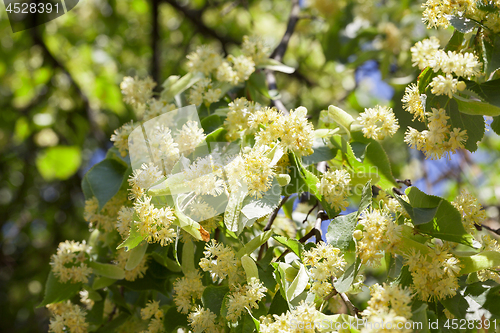 Image of flowering linden trees