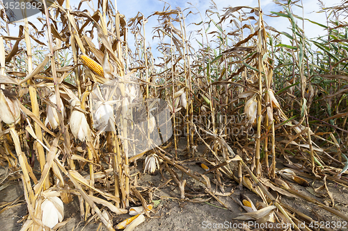 Image of agriculture, corn closeup