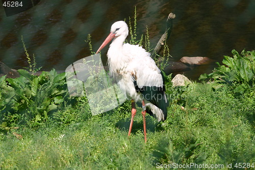 Image of storch