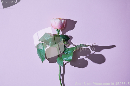 Image of Pink rose with a tight shadow isolated on a violet background