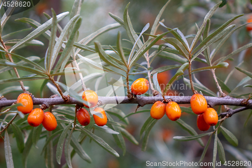 Image of A branch with orange sea-buckthorn berries and green leaves in the summer garden.