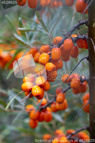 Image of Closeup of ripe yellow sea buckthorn berries on a tree in the garden