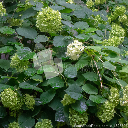 Image of Green bush with flowers hydrangea in the garden. Floral background