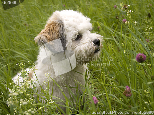 Image of Havanese