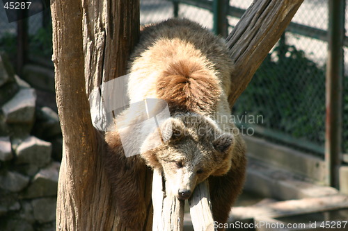 Image of Bear