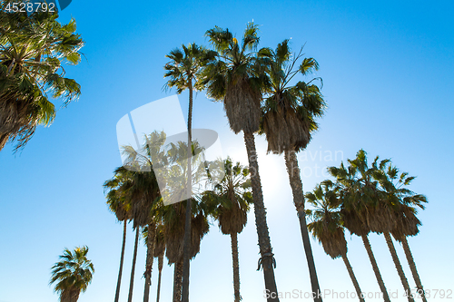 Image of palm trees over sky at venice beach, california