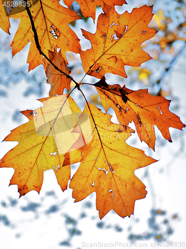 Image of Yellow Oak Leaves