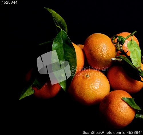 Image of Ripe Tangerines with Leafs