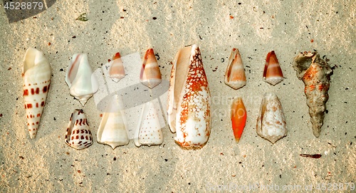 Image of Various Ocean Shells