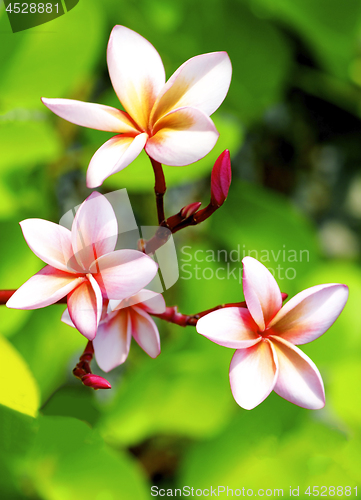 Image of Colorful Tropical Plumeria