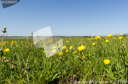 Image of Field with beautiful yellow Buttercups closeup by springtime
