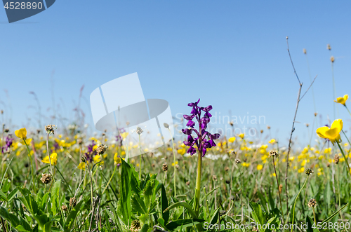 Image of Bright and colorful flowery field in a low perspective image in 