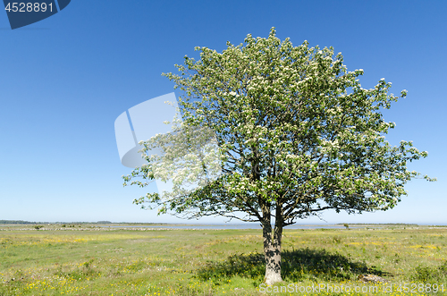 Image of Lone Whitebeam tree by springtime in a green and bright coastlan