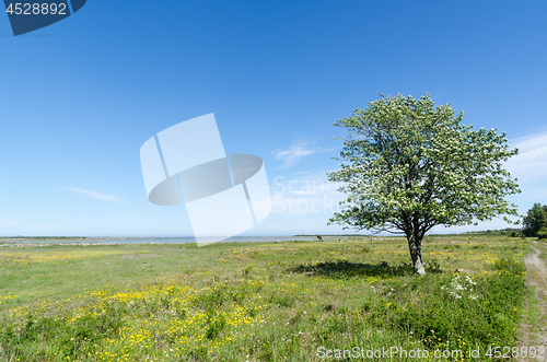 Image of Lone tree in a beautiful green and bright coastland by springtim