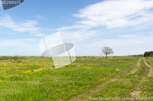 Image of Bright green and yellow grassland with a lone tree