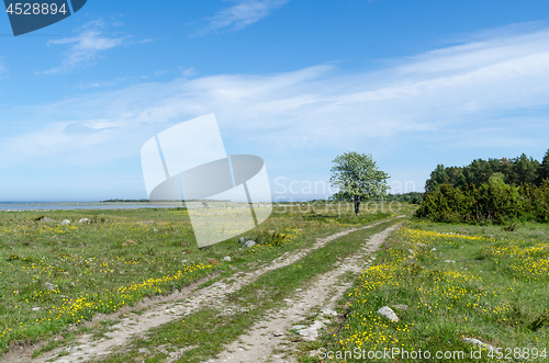 Image of Beautiful dirt road through a green grassland with lots of yello