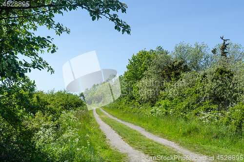 Image of Winding dirt road through a colorful green meadow by spring seas