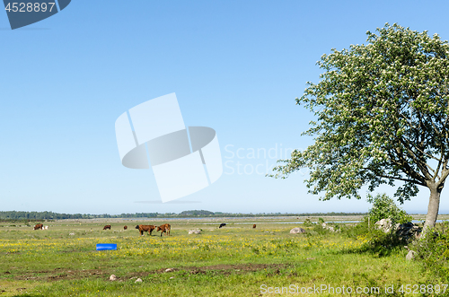 Image of Grazing cattle in a beautiful coastland by spring season