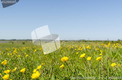 Image of Yellow flowers close up in a green grassland by springtime