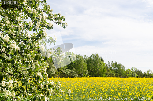 Image of Blossom rapefield field with green and white branches
