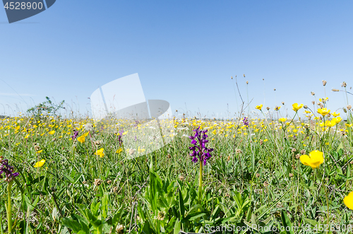 Image of Ground level image of a flowery field with wild growing flowers 