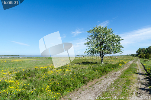 Image of Lone tree by a dirt road in a beautiful coastland by springtime