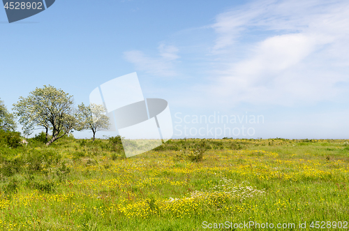 Image of Green wide open grassland filled with yellow flowers by springti