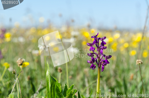 Image of Spring season flowers with a wild growing orchid in a ground lev