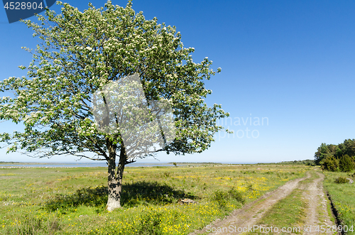 Image of Alone tree by a dirt road in a beautiful landscape with green gr