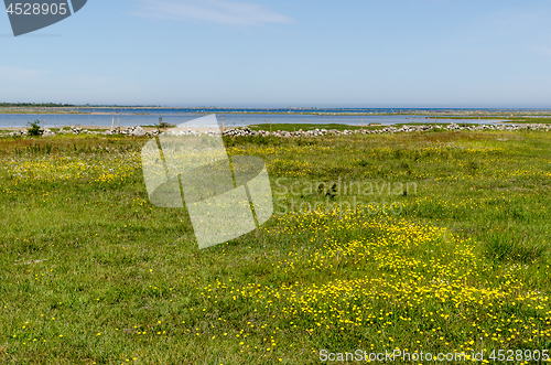 Image of Beautiful wide open grassland with yellow flowers by the coast o