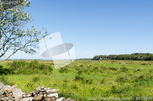 Image of Bright and green grassland with yellow flowers by springtime