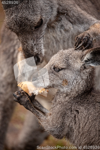 Image of Mother kangaroo sharing food wih her joey