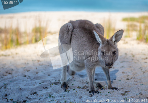 Image of Juvenile kangaroo on the beach in afternoon light