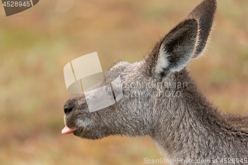 Image of Kangaroo poke out tongue