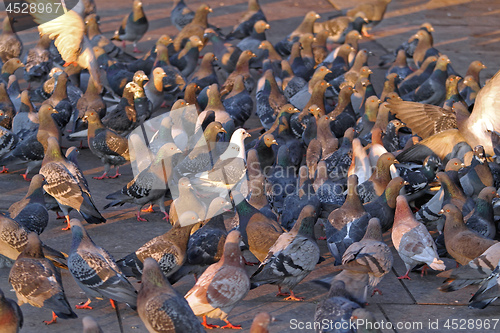 Image of Pigeons