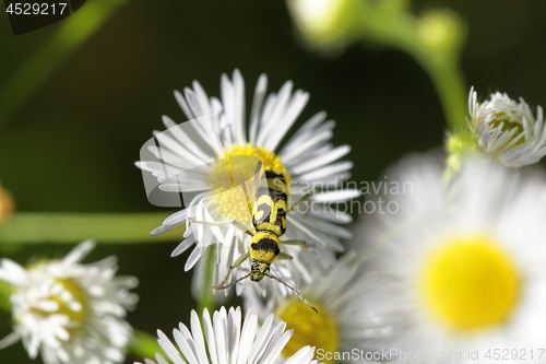 Image of Small bug on vegetation closeup photo