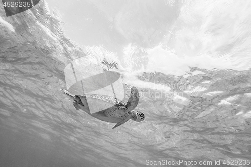 Image of Sea turtle swimming freely in the blue ocean.