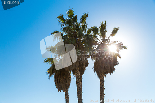 Image of palm trees over sun at venice beach, california