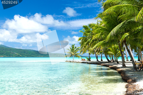 Image of palm trees on tropical beach in french polynesia